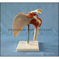 Desk Type Model Artificial Left Shoulder Joint Model for Wholesale School Supplies